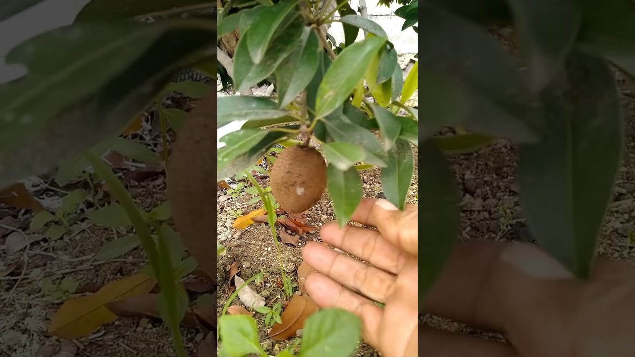 Buah yang mulai langka