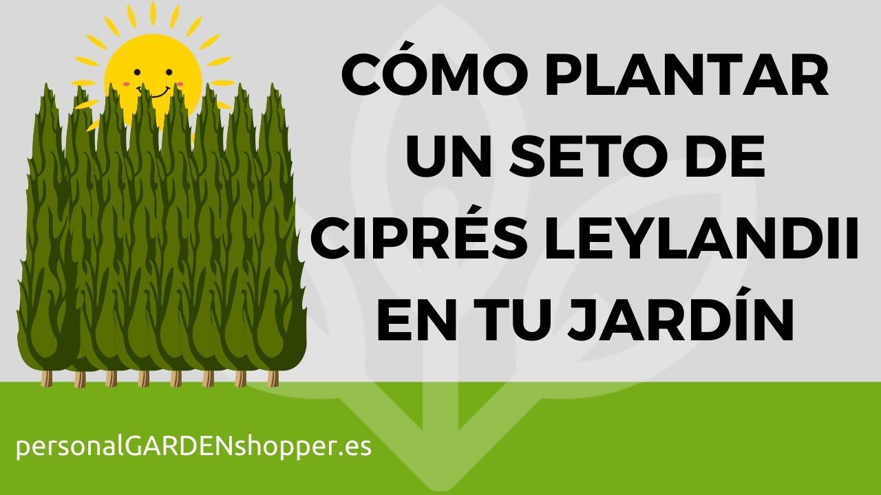 C&Oacute;MO PLANTAR UN SETO DE CIPR&Eacute;S LEYLANDII