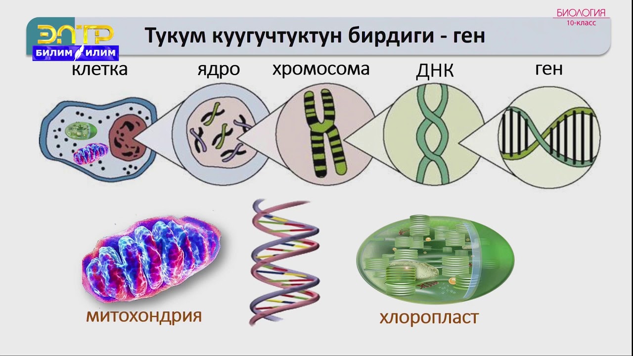 10-класс | Биология | Генетика-организмдин тукум куучулугу жана өзгөргүчтүгү жөнүндөгү илим