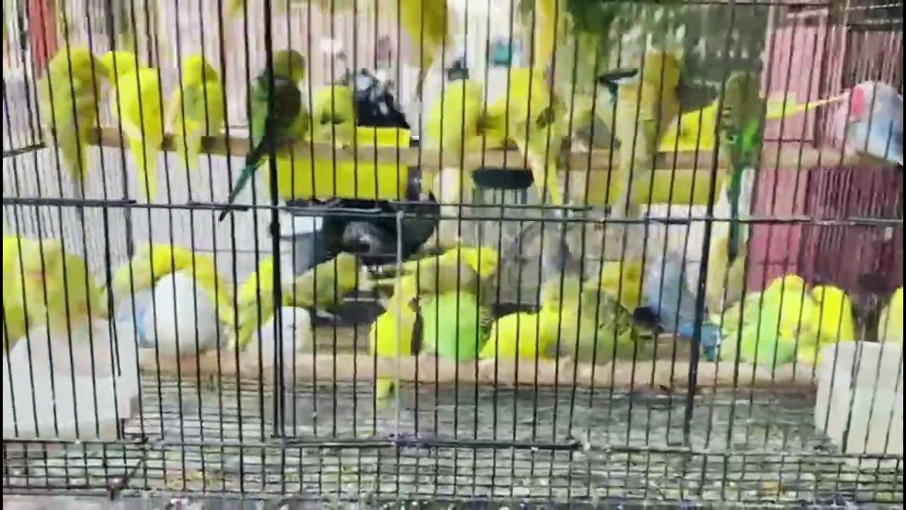 আপুনি পাখী ভাল পায় নেকি? 🦜তেতিয়া এই Reel টো আপোনাৰ বাবেই 💚Follow কৰক Exotic Birds Lover Assam