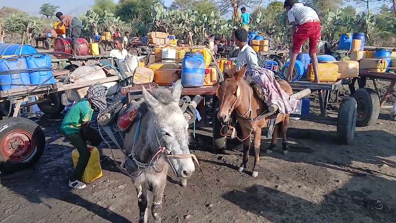 ሕፅረት ዝስተ ማይ ነበርቲ ህዝቢ ራያ ትኦ - 2ይ ክፋል - Water Shortage Residents of Raya Tao - ሸገ ራያ- Shege Raya