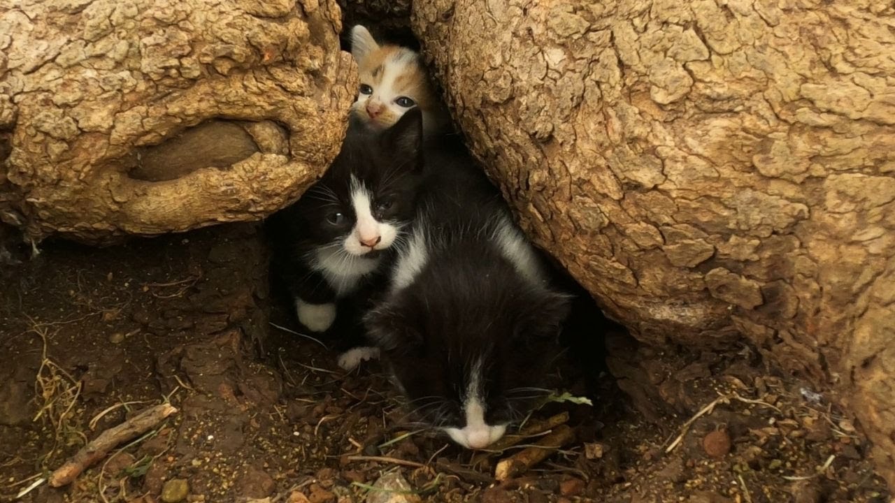I couldn’t believe where these kittens were living
