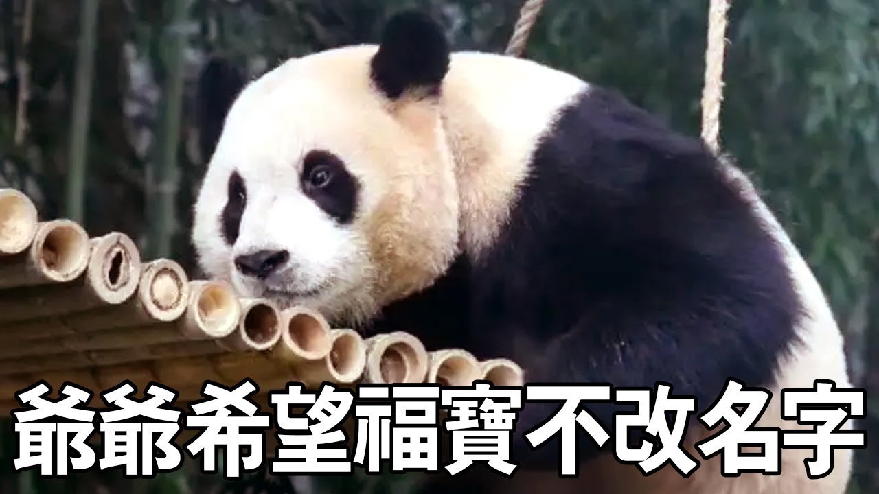 爺爺看到福寶隔離環境，對其很是放心，希望回國後不改名字【有趣的喵哇】