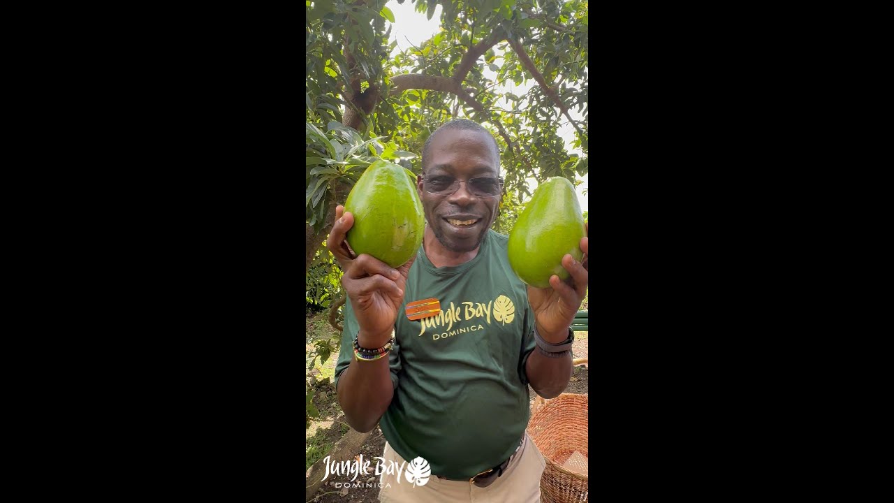 Avocado Experience