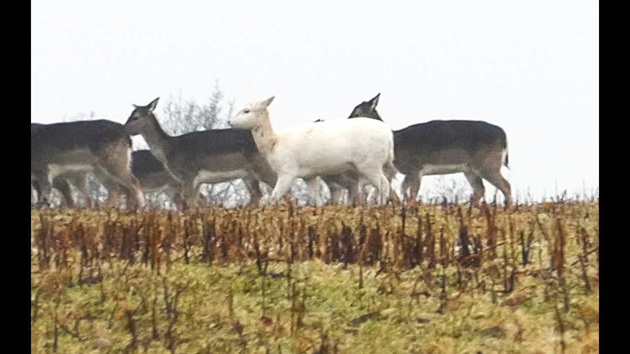 Damwild Rudel auf dem Hügel Kuh Damhirsch Hirsch  Reh Rehe Weiß weiß Teil 1 weißes Tier