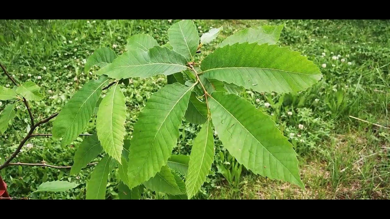 castanea sativa. EEDB TV