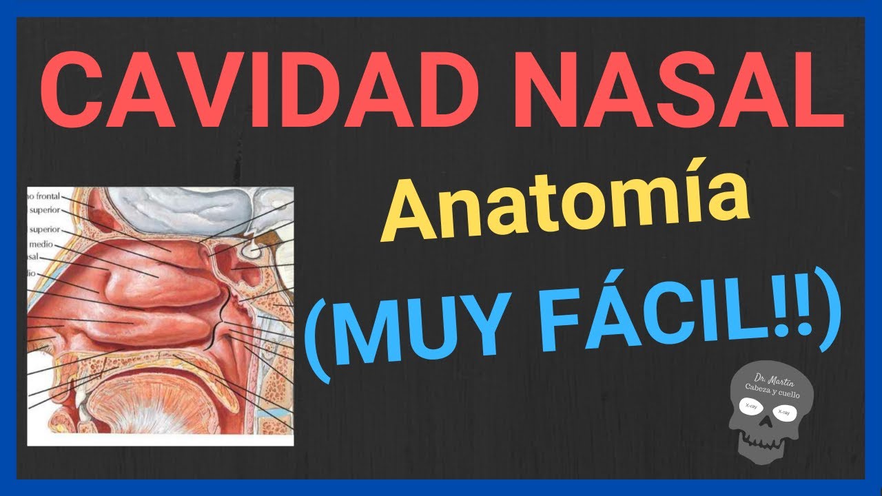 ANATOMÍA DE LA CAVIDAD NASAL 👃[explicación fácil y rápida]