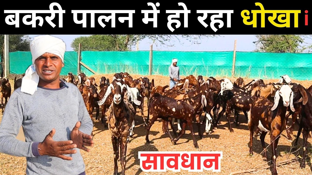बकरी पालन में हो रहे धोखे से बचे ll Goat Farm ll Goat Farming Business ll Bakri Palan