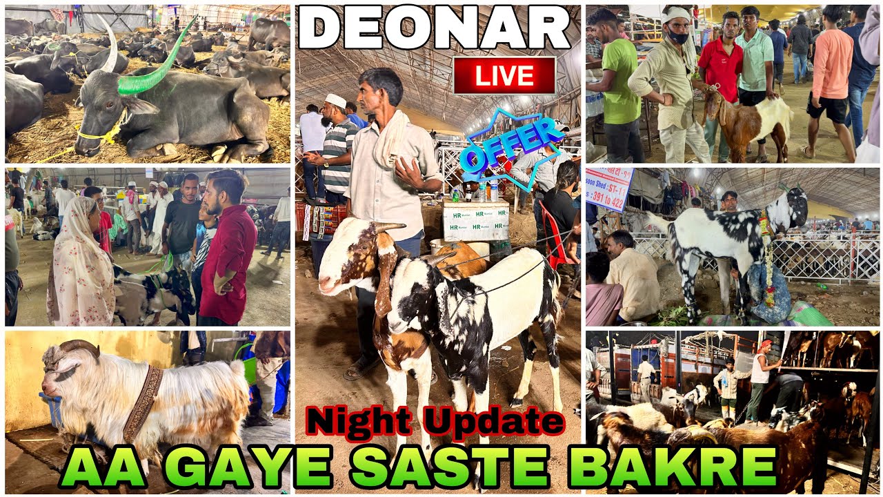Deonar bakra mandi mein aa gye saste qurbani ke bakre || DAY 4 night update ||
