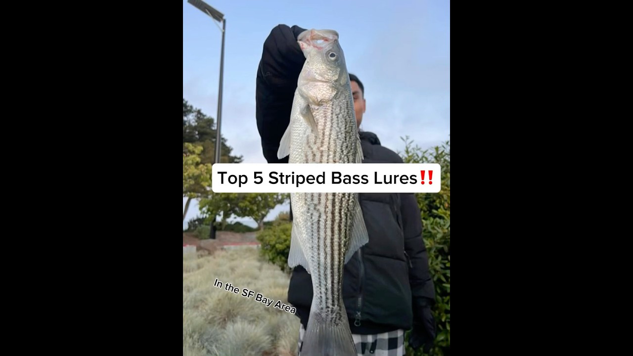 Top 5 Striped Bass Lures In The SF Bay!! 