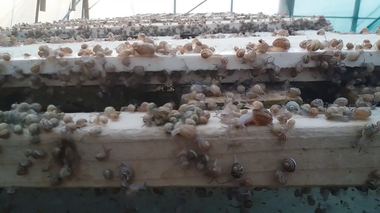 Snail Farm Baby Snails.Kerry Escargot