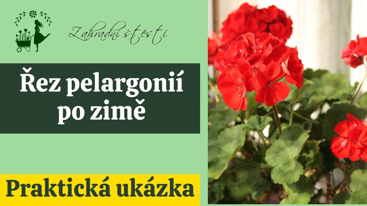 Řez pelargonií po zimě
