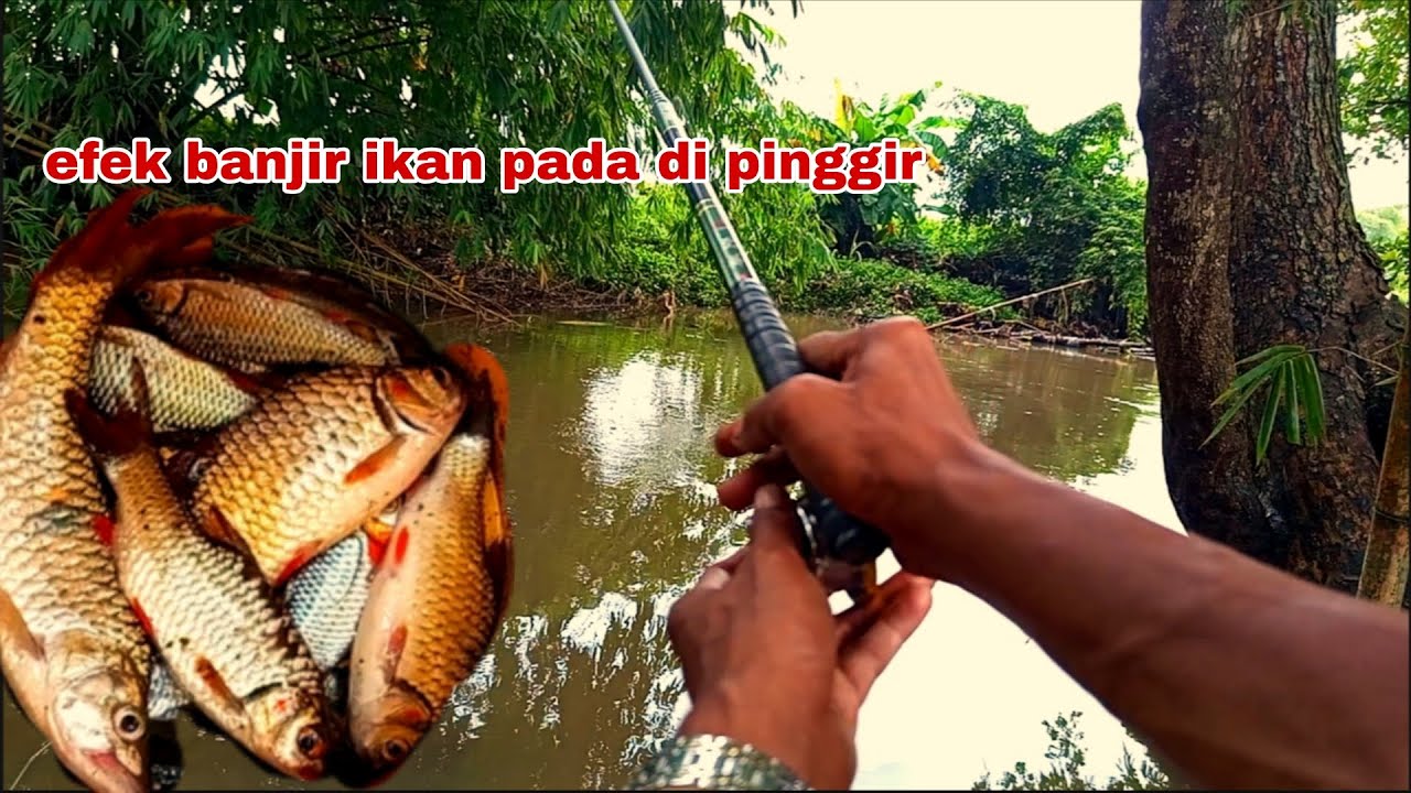 Akibat umpan gacor‼️ tak perlu nunggu waktu yang lama untuk strek