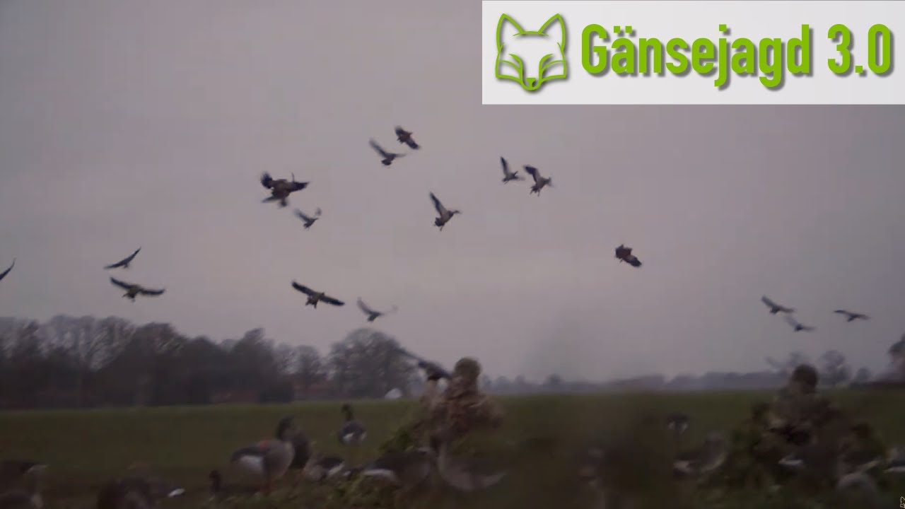 Jagd auf Nilg&auml;nse aus der Liege