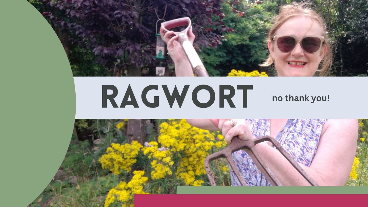 Getting rid of Ragwort