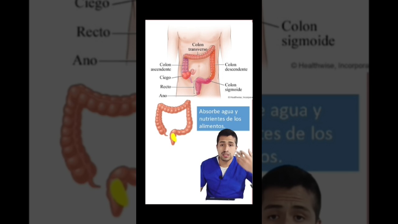 Que sucede en el s&iacute;ndrome del intestino irritable o colon irritable