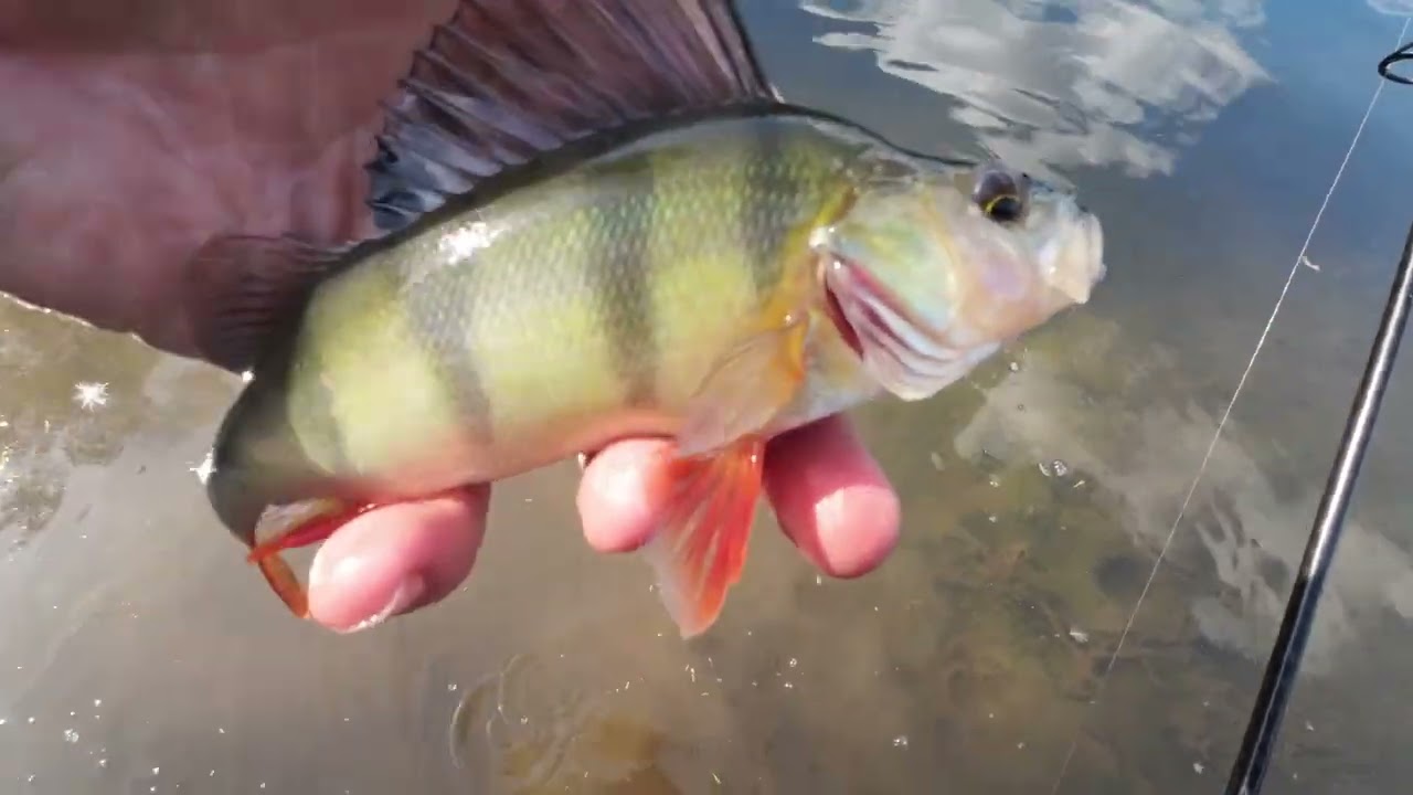 Spinning For redfin. (perch)