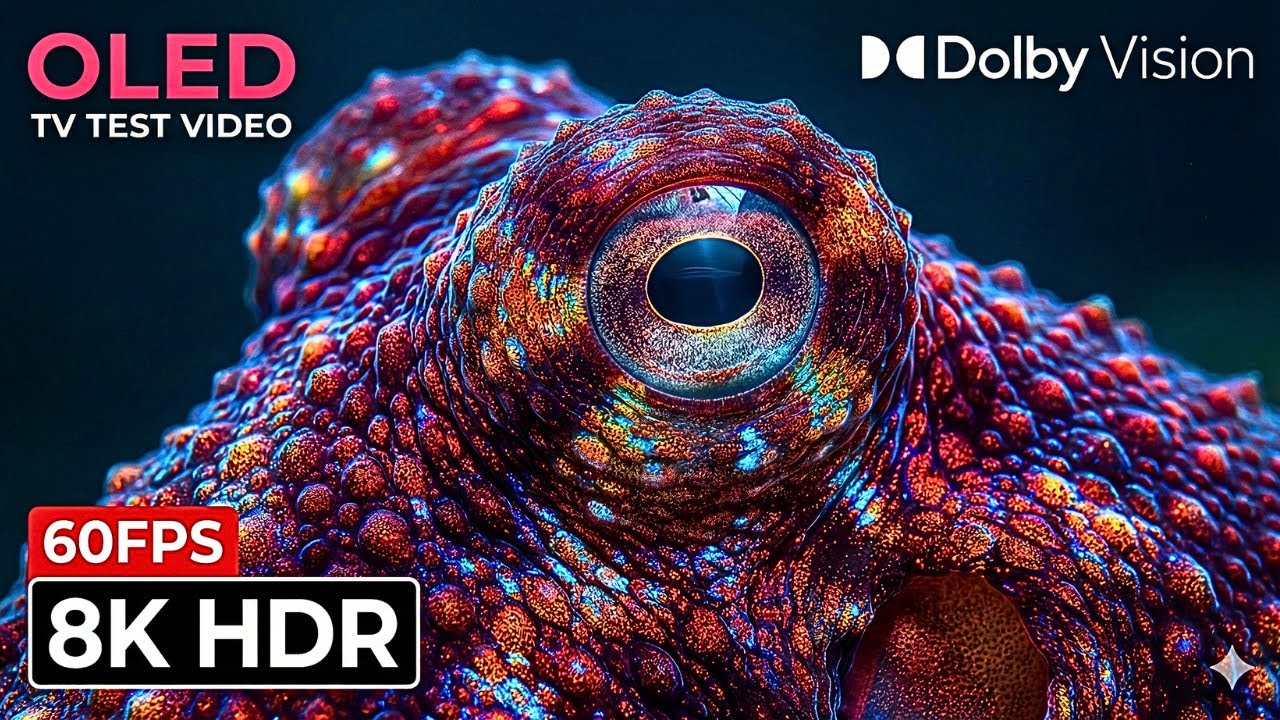 Real 8K HDR 60FPS (Dolby Vision) Underwater World - Coral Reef & Clownfish | OLED TV Test