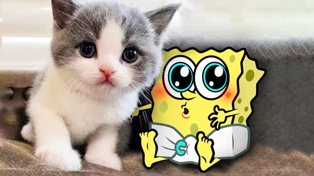 New Funny Animals 2023 Merry Christmas 😂 Funniest Cats And Dogs Videos 😾🐶 Spongebob in Real Life!