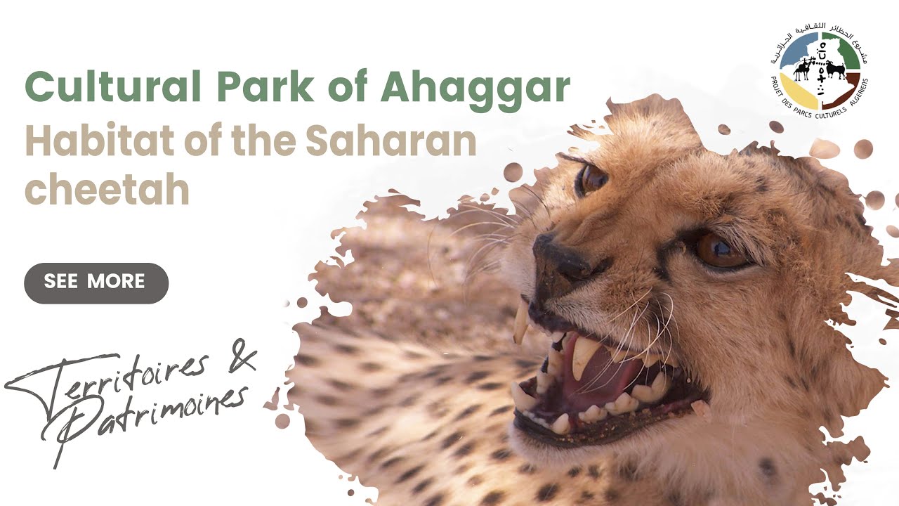 The cultural park of Ahaggar habitat of saharan cheetah