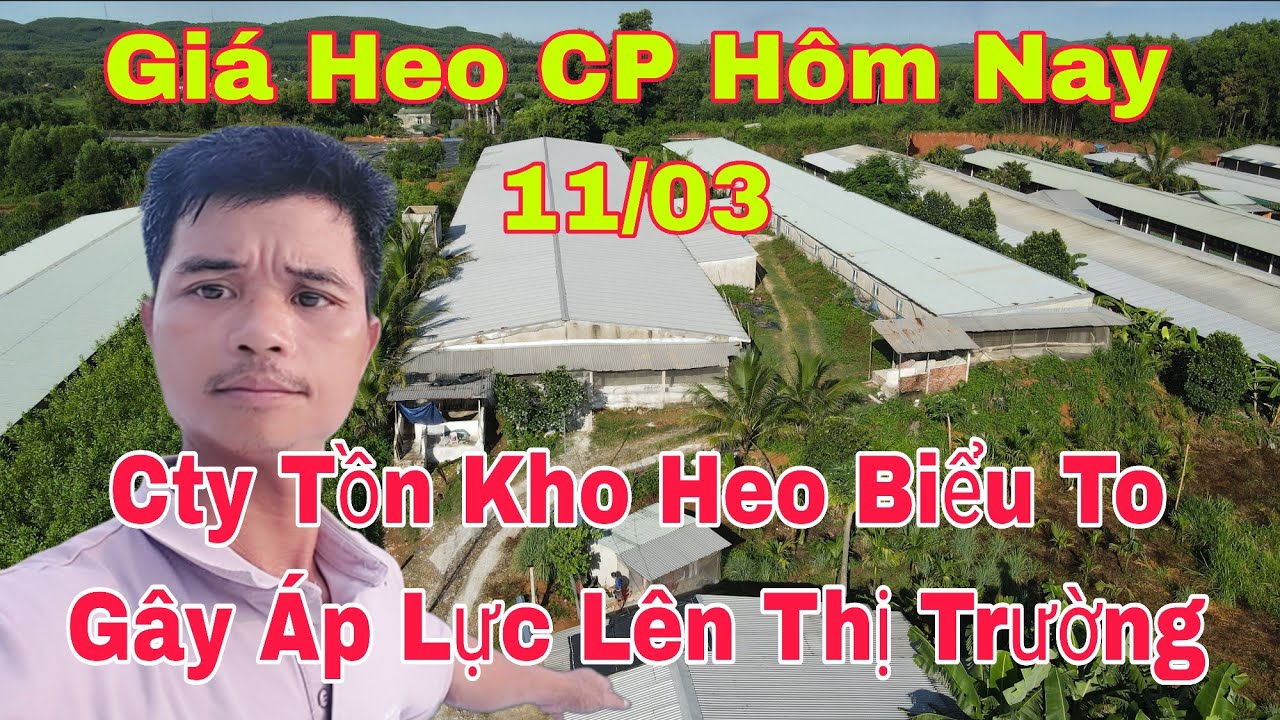 Giá Heo Hôm Nay 11/03, Tồn Kho Các Công Ty Tăng Gây Áp Lực Lên Thị Trường,@nongtraihoakieu 