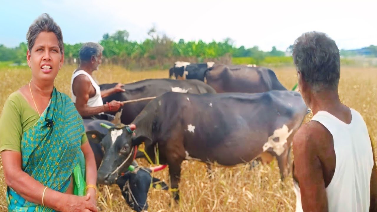 75 வயதில் 11 மாடுகள் தினமும் 100 லிட்டர் வரை ஆவின் பால் சப்ளை | Aroma Milk Society | Siva Arun Tv