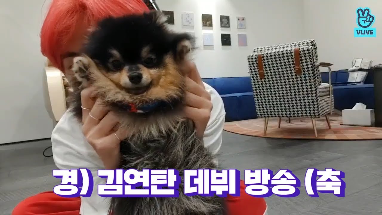 [V LIVE] BTS - 경) 김연탄 브이앱 데뷔 •̀ㅅ•́🐾 (축 (V&Jimin's V with his puppy)