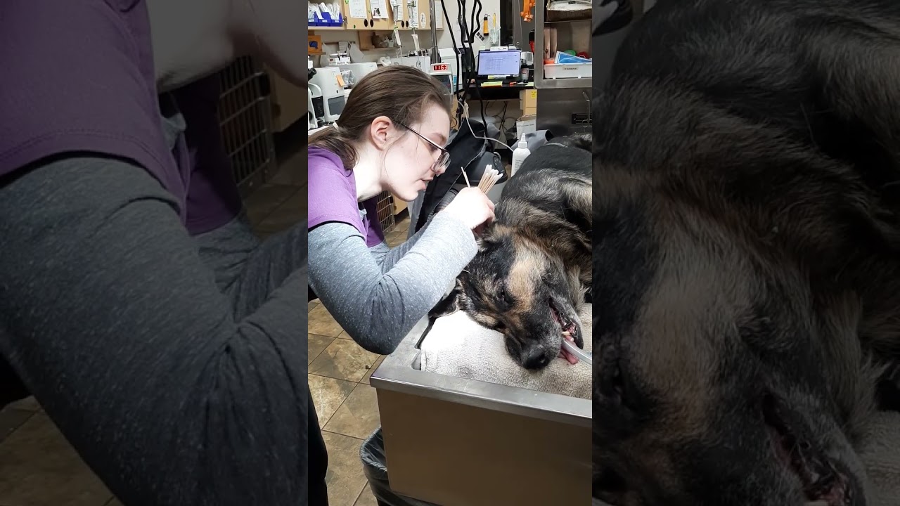 Administer Ear Medication/Clean Ears (Canine)