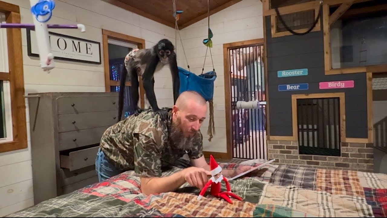 Dingleberry the elf comes back to watch over the monkeys until Christmas🤣 #monkeys