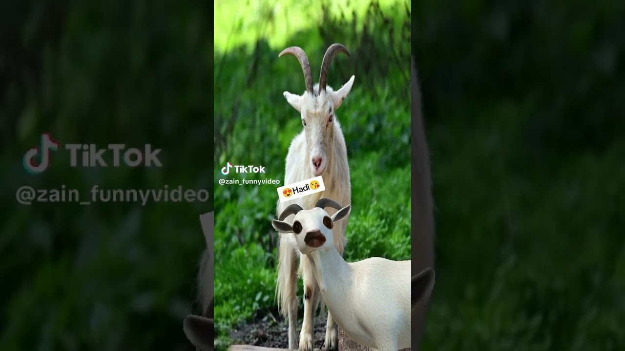 Hadi wy abdul hadi ## funny video