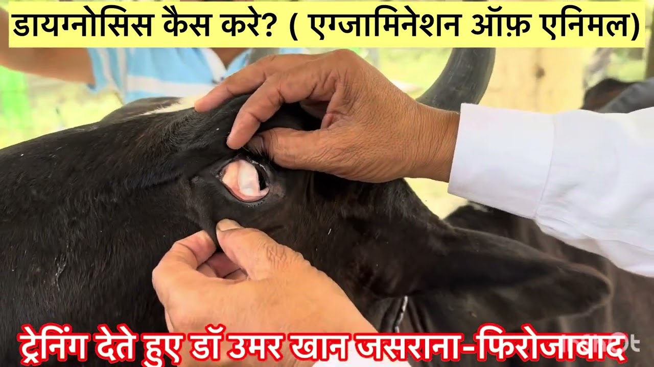 डायग्नोसिस l Diagnosis l Protozoan disease l dr Umar Khan