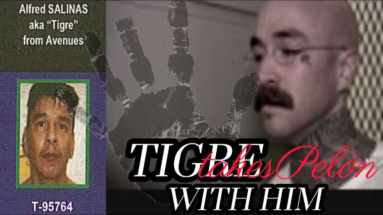 mobster tigre from aves, takes pelon from North side rodando with him