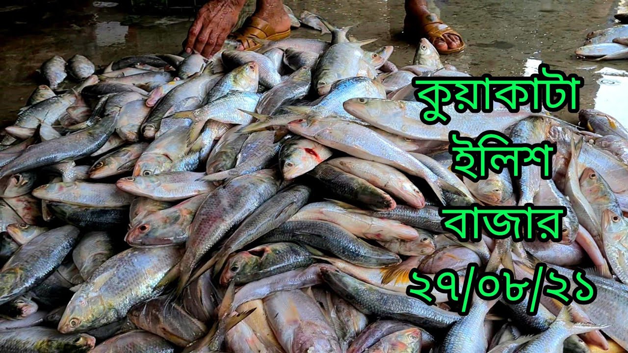 কুয়াকাটা ইলিশ বাজার | ইলিশের বাজার দর জেনে নিন | ইলিশের বাজার, কুয়াকাটা | Hilsha Market.