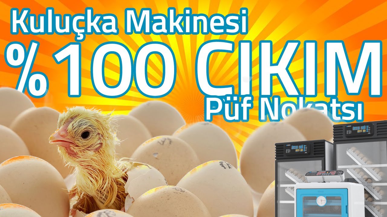 21. Gün QTM 060p Kuluçka Makinesi yüksek çıkım