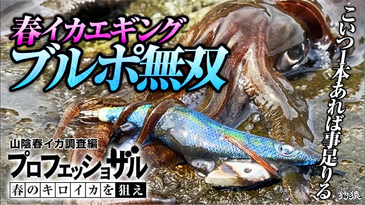 【エギング】分かっていたけど、やっぱりこのエギ最強だわ。投げたら一瞬で春イカ連発！