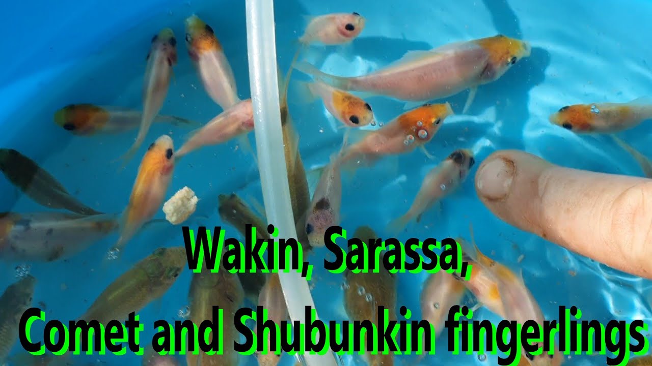 Wakin, Sarassa Comet, Shubunkin and Comet fingerlings released into grow out tanks