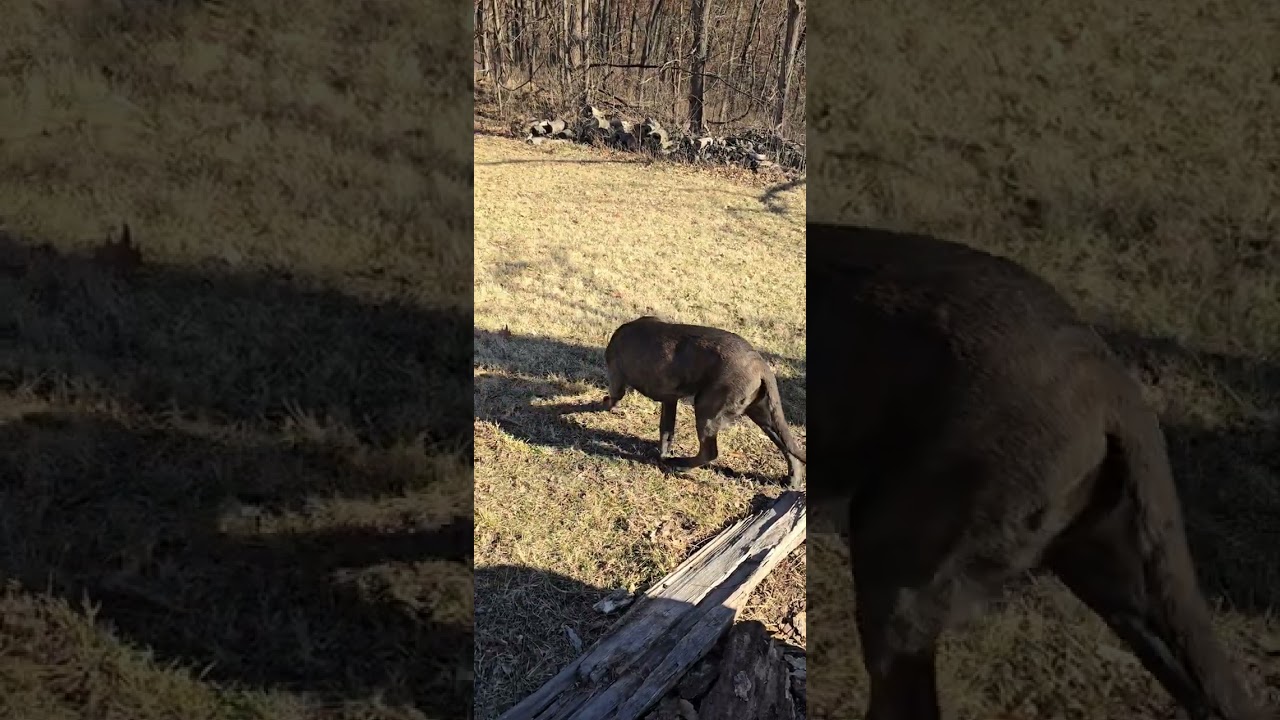  Track work with 5 month old Corso. Part 1-6 #puppy #entertainment #mensmentalhealth #dogtraining 