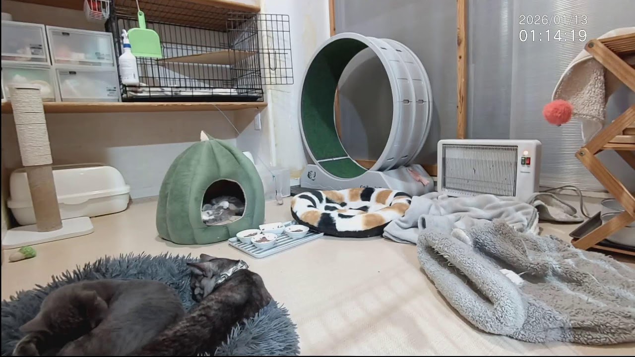 授業参観■子猫＆中猫+α■子猫室ライブ ■　20260112　13：15〜