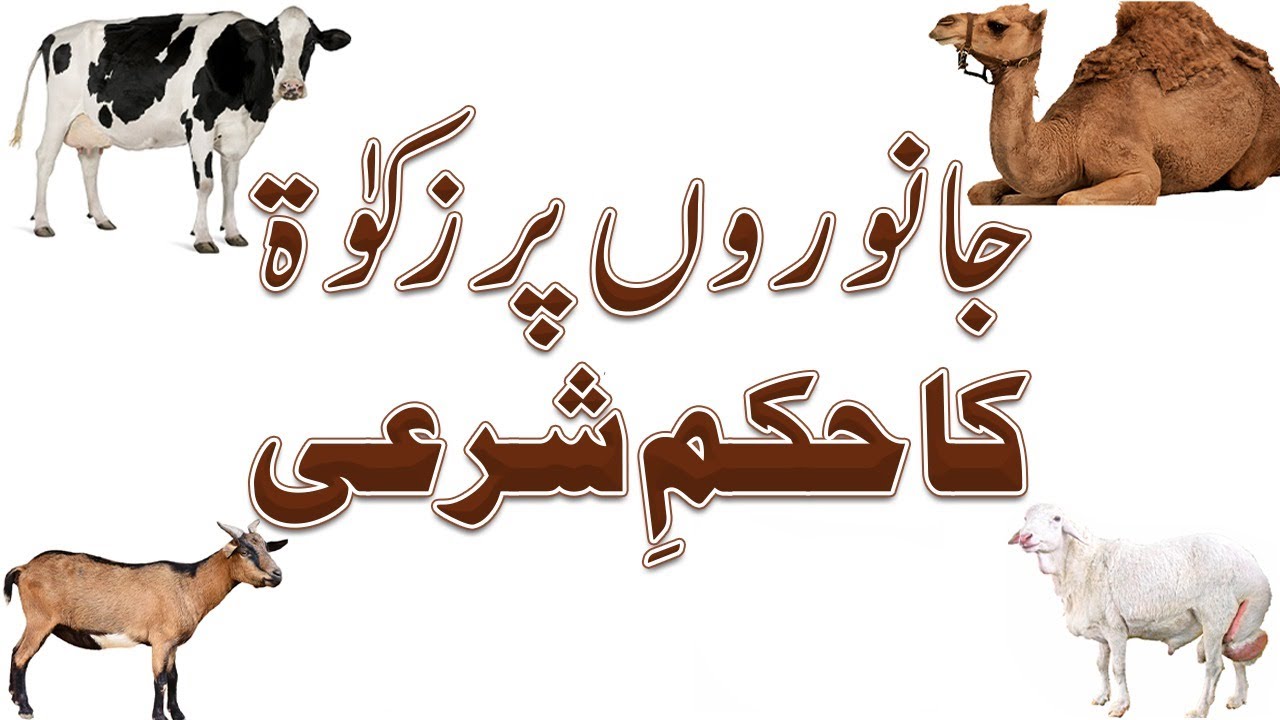 Janwar Par Zakat Ka Sharai Hukum | Konse Janwar Par Zakat Farz Hoti Hai? | Darulifta Ahlesunnat