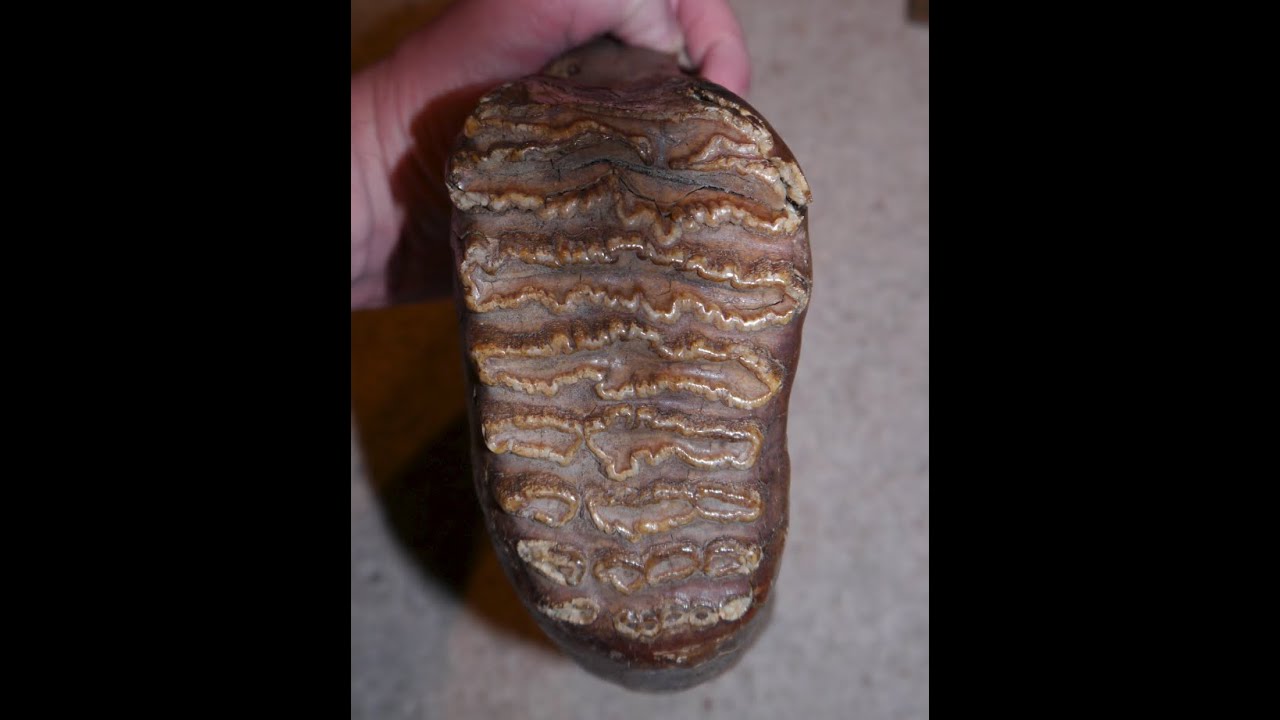 Fossil Hunting Episode 54, part 1. Holmpton