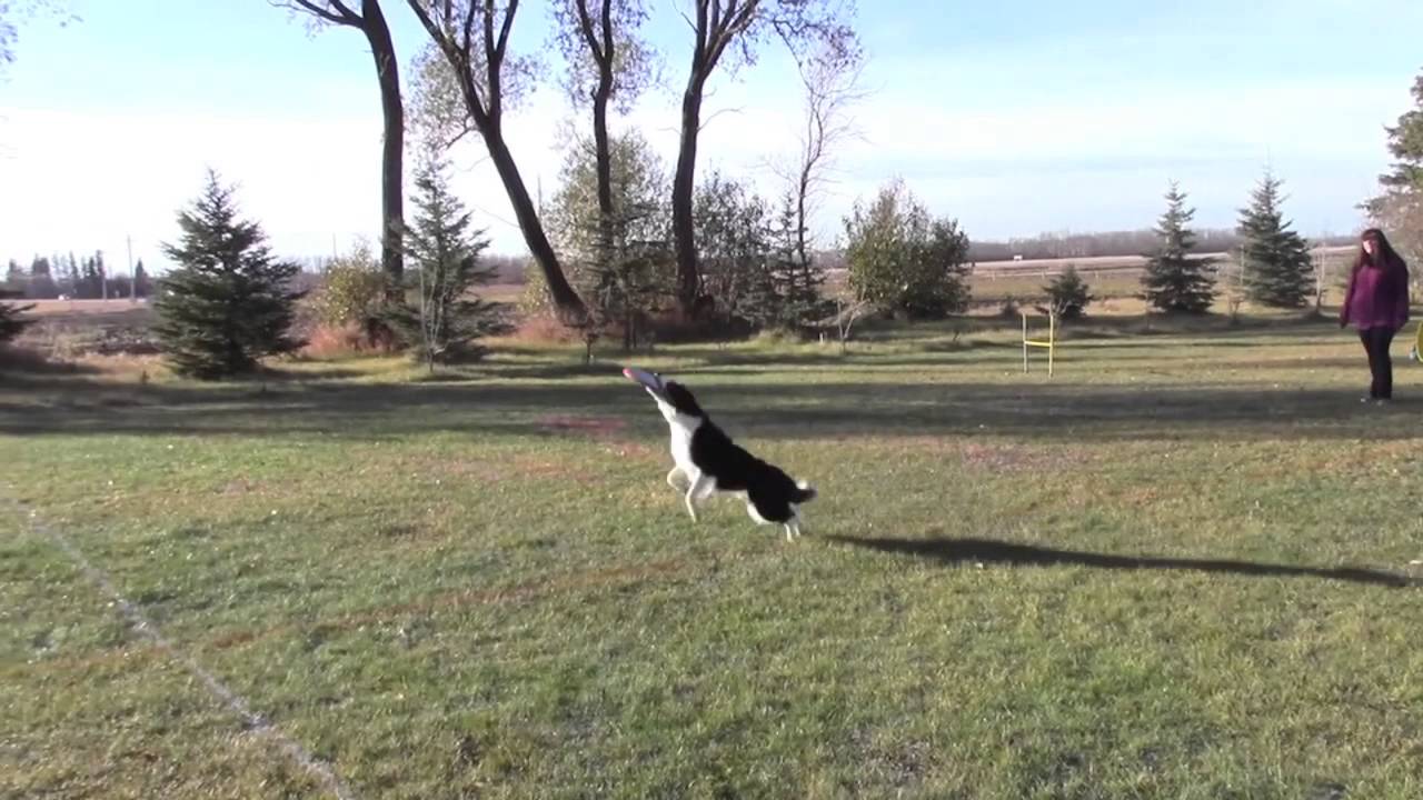 Shyloh: Up Dog Challenge! Frizgility! [October 31st, 2015]