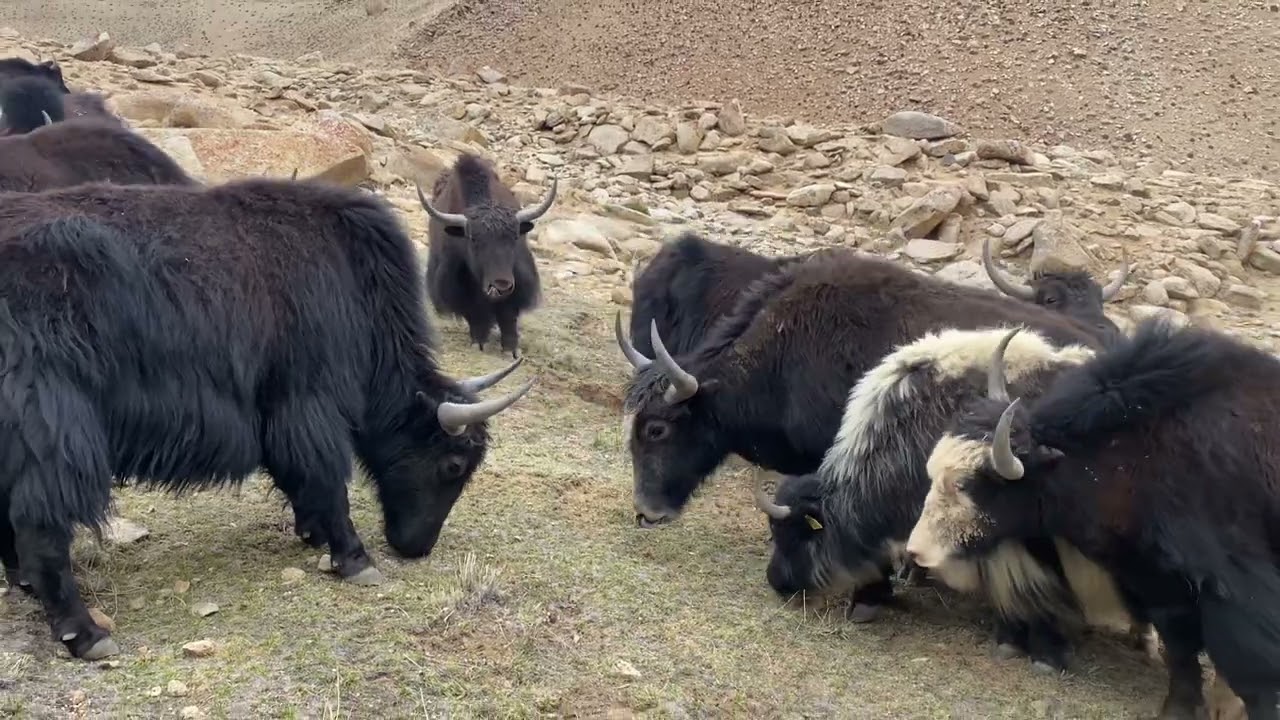 Yaks at shashi lake kargil ladakh