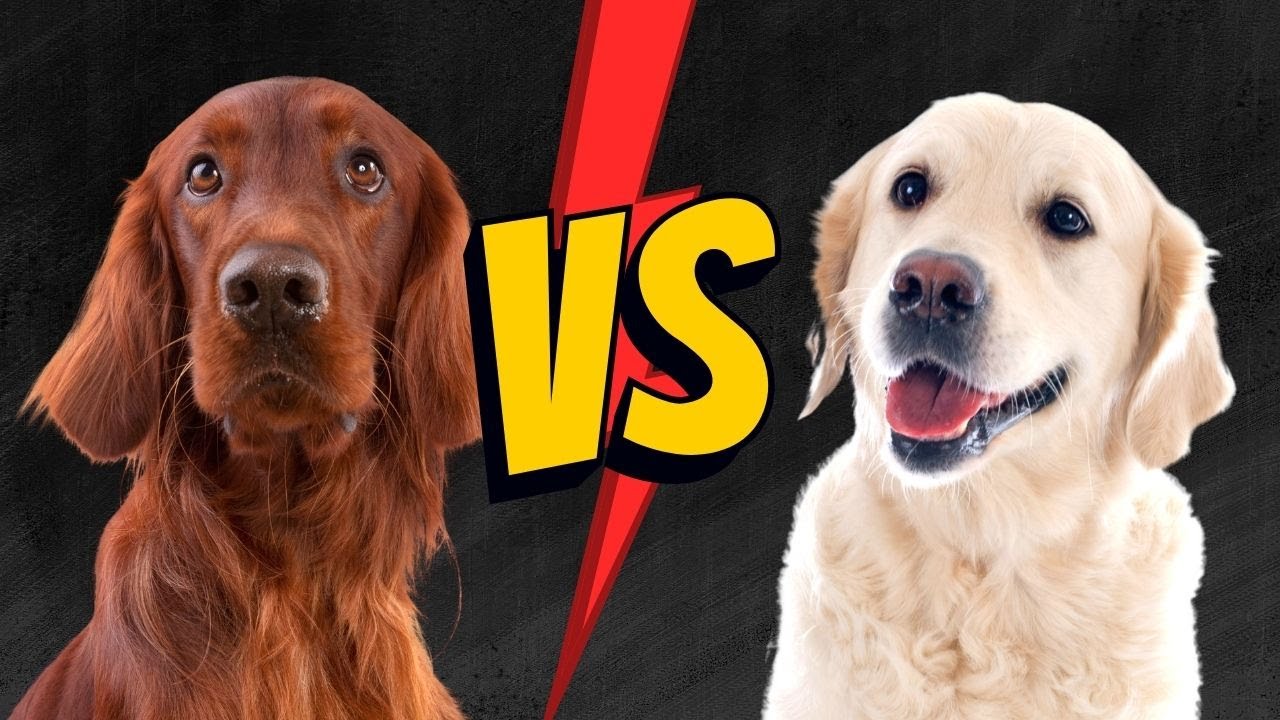 Irish Setter Vs Golden Retriever