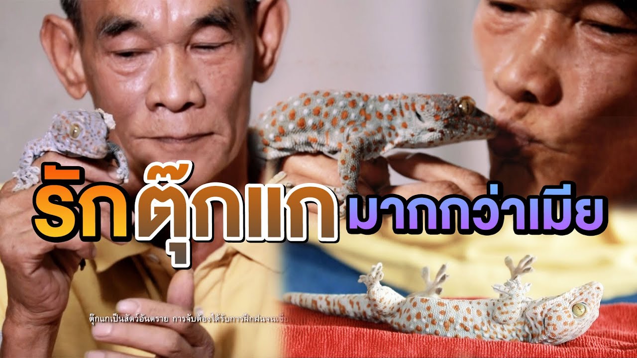 รักตุ๊กแกมากกว่าเมีย | ไทยทึ่ง WOW! THAILAND