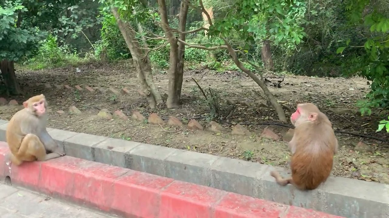 CĂNG ĐÉT !  PHẢI DỪNG LẠI ĐỂ NÓI CHUYỆN VỚI BẠN NEPAL BẰNG MÁY PHIÊN DỊCH RỒI.