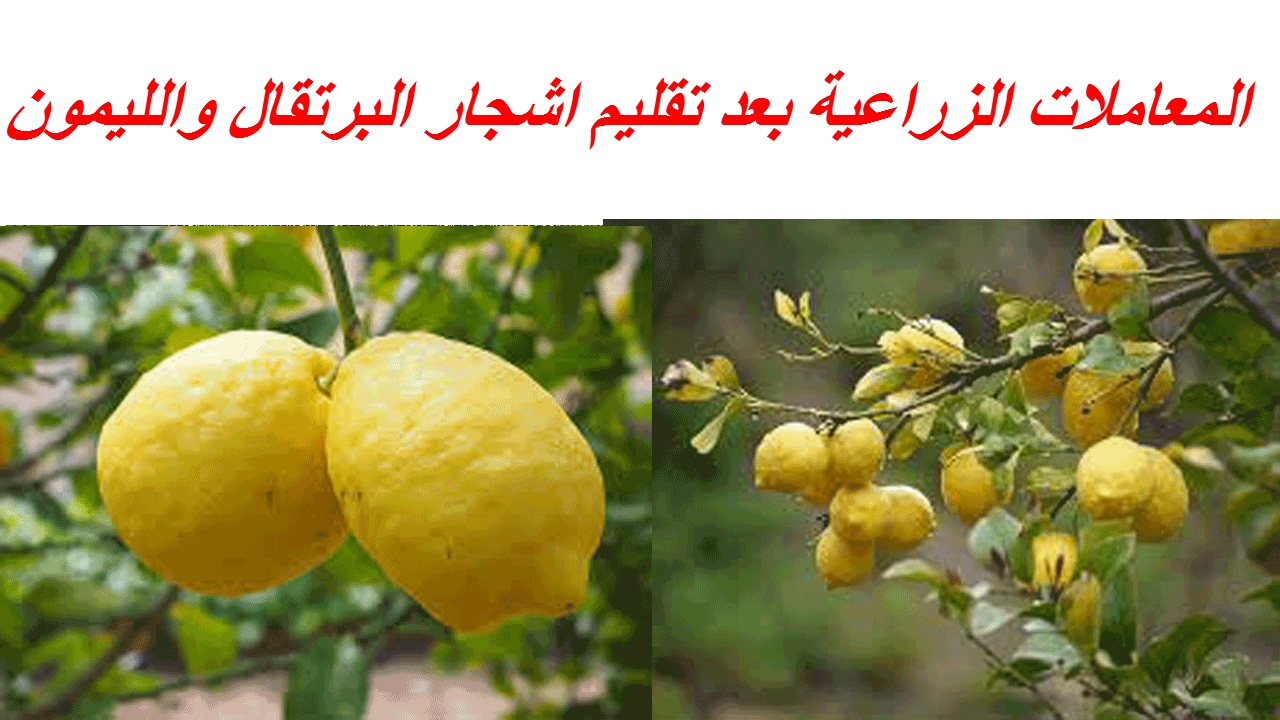 المعاملات الزراعية بعد تقليم اشجار البرتقال والليمون للوقاية من الافات