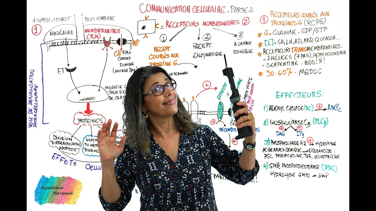 PARTIE 2 - RÉCEPTEURS MEMBRANAIRES - RÉCEPTEURS COUPLÉS AUX PROTÉINES G