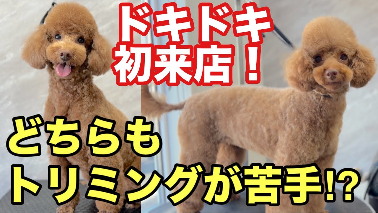 初来店！トイプードル２匹ともトリミングにトラウマが有り！？（ベルくん）（コロネちゃん）