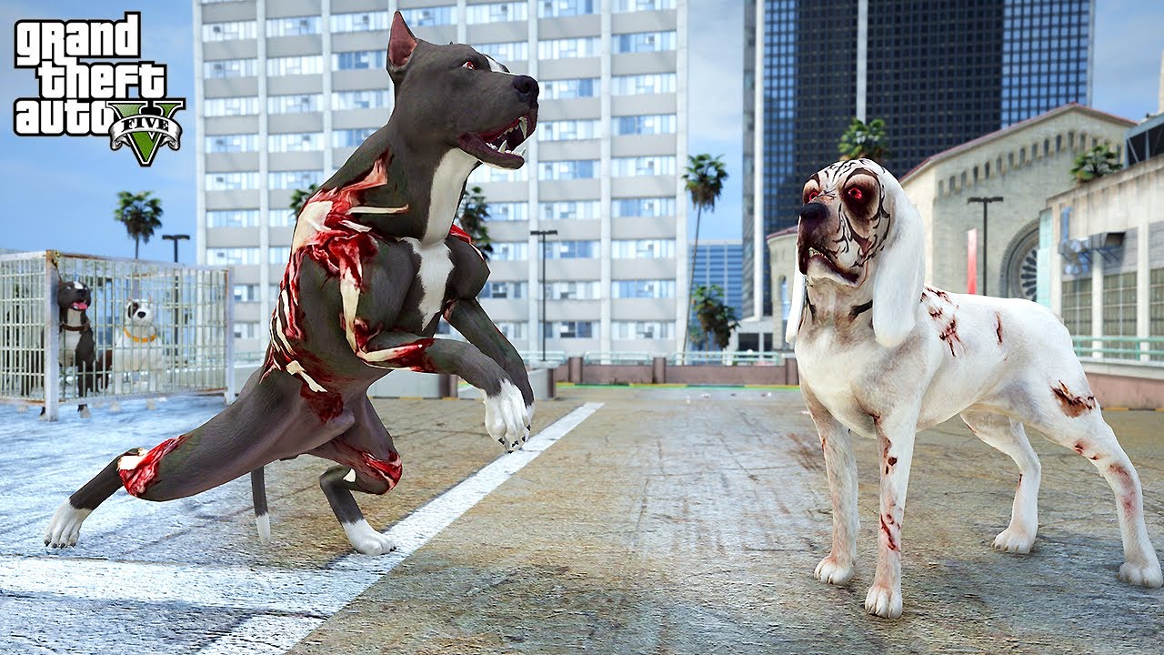 PİTBULL TERMİNATÖR'ÜN TÜM KEMİKLERİNİ KIRAN DÖVÜŞ! - GTA 5 PİTBULL'UN HAYATI