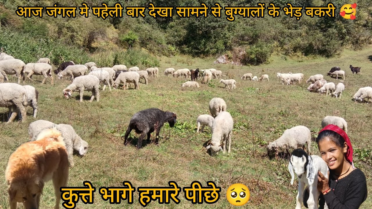 आज जंगल मे पहेली बार देखा सामने से बुग्यालों के भेड़ बकरी 🥰